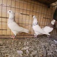 کبوترطوق هفترنگ|پرنده|فولادشهر, مسکن مهر فولادشهر|دیوار