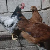 جوجه خروس محلی برای کشتار|حیوانات مزرعه|کوهنجان, |دیوار