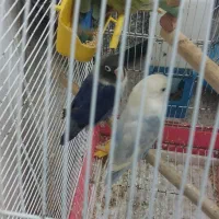 طوطی عروس و طوطی برزبلی|پرنده|رشت, پاره بیجار|دیوار