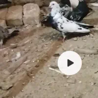 گم شده|حیوانات|نهاوند, |دیوار