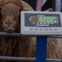 کـم دومبـه بدونــه چربـی گوسفند زنده ییــلاقی/|حیوانات مزرعه|تهران, سبلان (لشگر)|دیوار