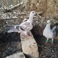 کبوترشامی