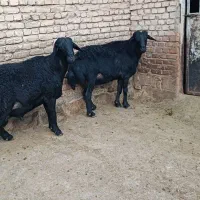 قوچ