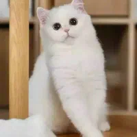 گربه اسکاتیش و بریتیش