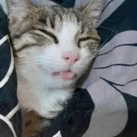 واگذاری رایگان