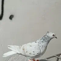 شوشتر
