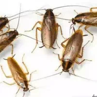 سمپاشی منزل،کارگاه،رستوران،ادارات|خدمات نظافت|دوگنبدان, |دیوار