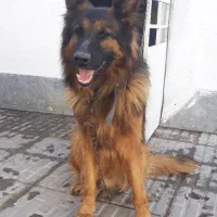 سگ ژرمن نژاد اصلی