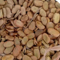 باقلاشوشتر