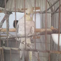 عروس هلندی ماده روی ۵ تخم