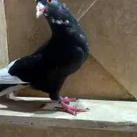 پلنگ از سرش نیست