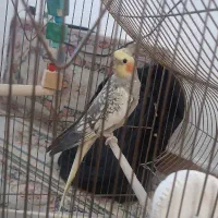 طوطی عروس مرواریدی