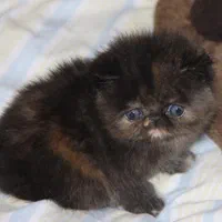 گربه پرشین کوچولو ابریشمی|گربه|تهران, الهیه|دیوار