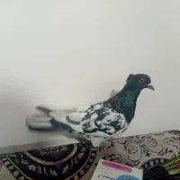 کبوتر