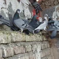 کفتر|پرنده|بیرجند, |دیوار