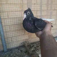 کبوتر پلنگ