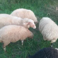 چهارتا گوسفند یه قوچ برای فروش دارم