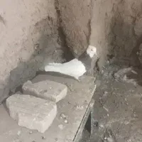 کفتر|پرنده|سبزوار, شهرک ابوذر|دیوار