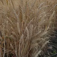 بذر هیبریدی گندم محصول اوکراینی|عمده‌فروشی|ایلام, |دیوار