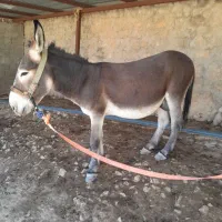 الاغ