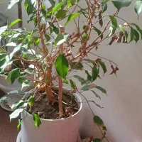 گل طبیعی.سرحال