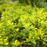 شمشاد طلایی سطل ۳