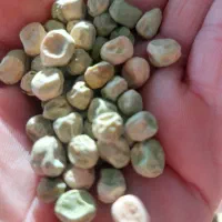 بذر نخود فرنگی دومنظوره نسل اول