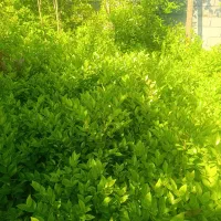 گل و گیاه|گل و گیاه طبیعی|چابکسر, |دیوار
