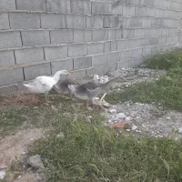 جوجه قو غاز