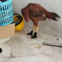 لاری|حیوانات مزرعه|نسیم‌شهر, |دیوار