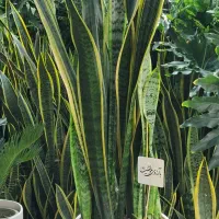 گل سانسوریا