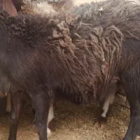 بره نر چاق