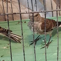 جوجه سینه سرخ