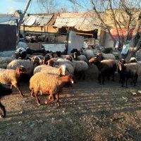 فروش گوسفند نر