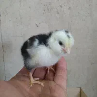 جوجه گلین ۴روزه|حیوانات مزرعه|نکا, |دیوار