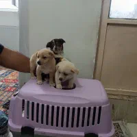 توله شیواوا|سگ|قرچک, پویینک|دیوار