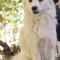 سگ پامر کره ای