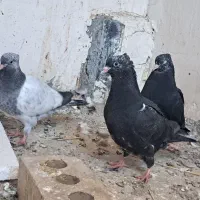 جفتگاه رنگه آس سینه پرتغالی موشی کله سیاه|پرنده|مشهد, وکیل‌آباد|دیوار