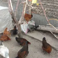 ۱۰عددمرغ جوان وتخم گذار