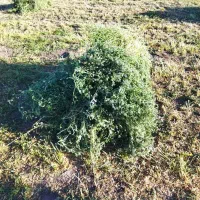 یونجه|لوازم جانبی حیوانات|سراب, |دیوار