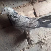 متور|سگ|بیرجند, |دیوار