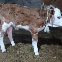 گاوسمیتال باگوساله قرمز|حیوانات مزرعه|اهر, |دیوار