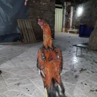 خروس لاری ۱۰ ماهه زیر ۳