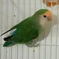 گمشده طوطی برزیلی