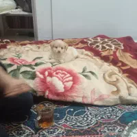 واگذاری  سگ اشپیتز