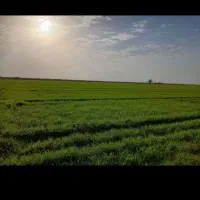 فروش-2ونیم-هکتار-زمین-کشاورزی-واقع-در-صگور-حنظله