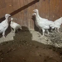 جوجه بقلمون