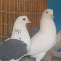 کفتر گرو با ضمانت