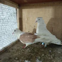 کفتر رنگی|پرنده|مشکیندشت, |دیوار