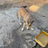 واگذاری توله پژدر رایگان|سگ|نسیمشهر, |دیوار